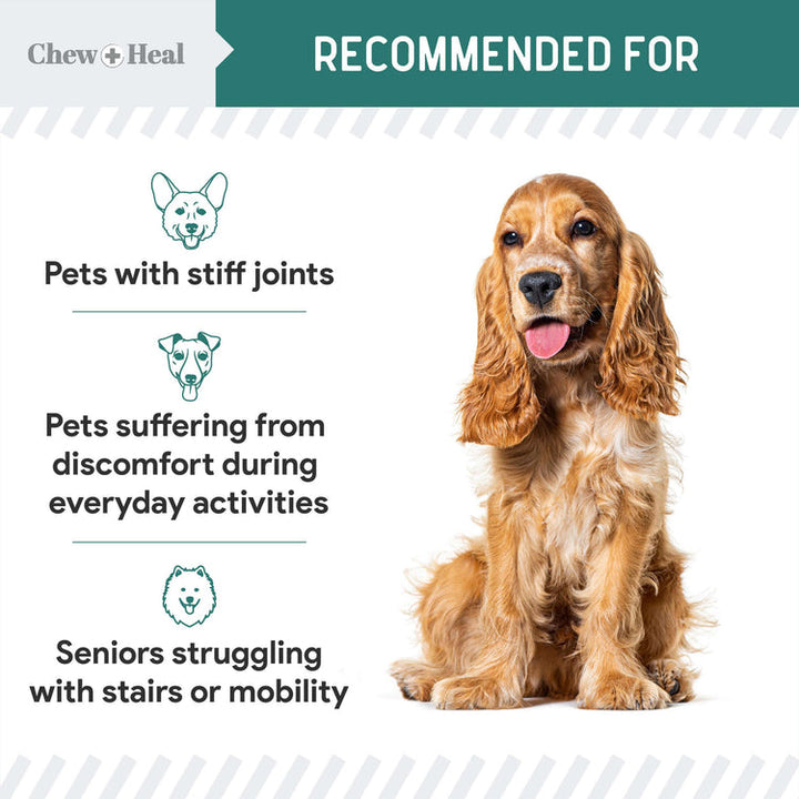 Green Lipped Mussel Powder Joint & Ligament Health Supplement for Dogs & Cats (6 oz)