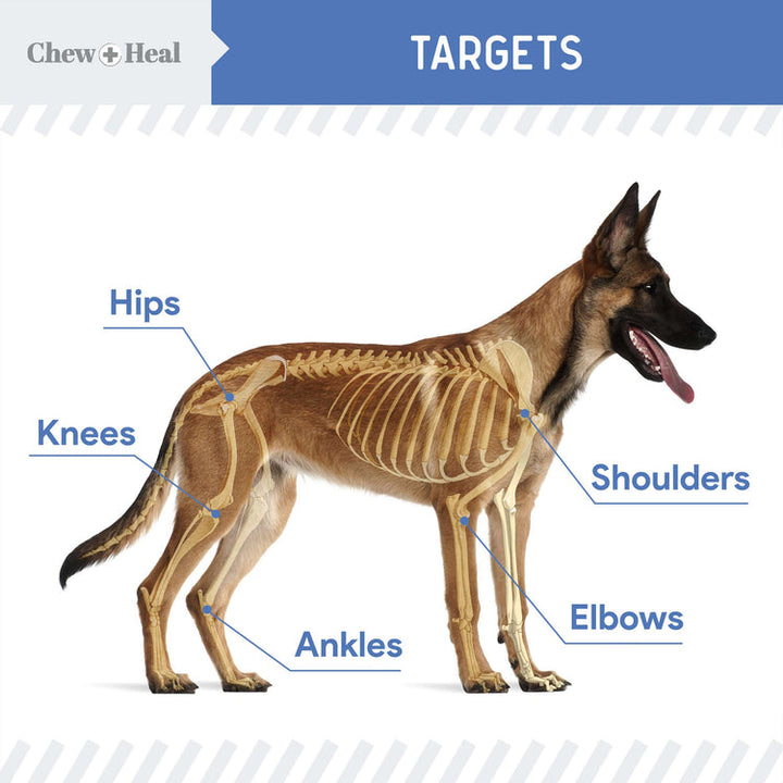 High-Potency Advanced Mobility Support Liquid Supplement for Senior Dogs