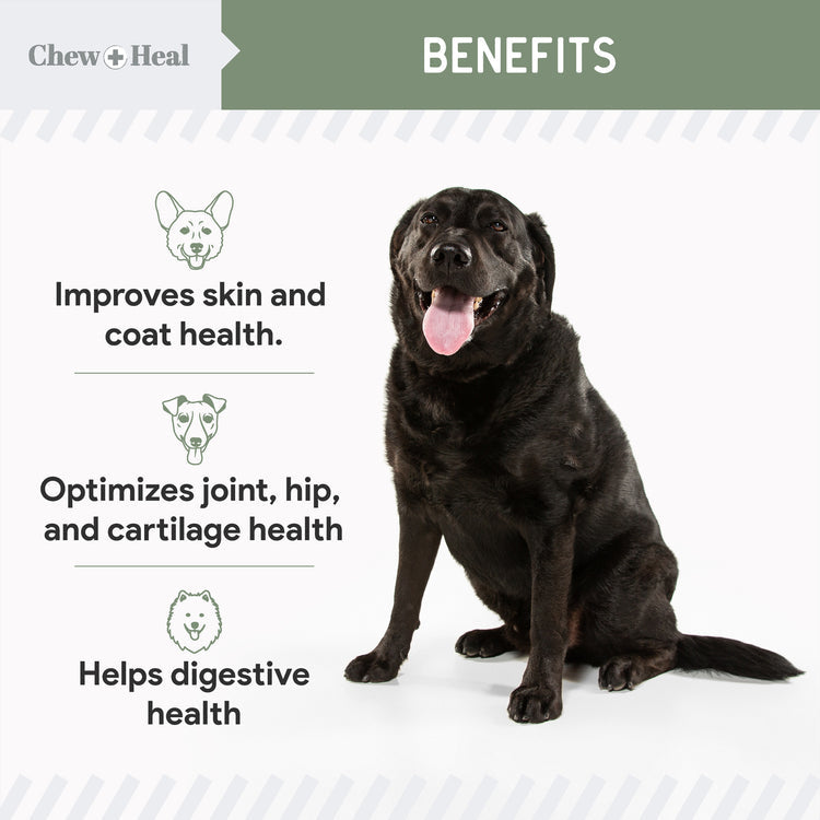 4-In-1 Support Multivitamin Dog Supplement