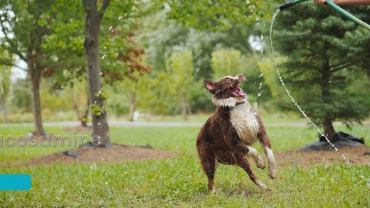 Chew + Heal Senior Hip & Joint Dog Supplement, 60 count