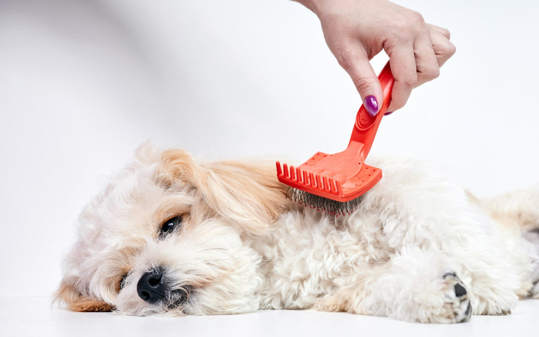 Why Is My Dog Itchy? The Skin & Coat Guide for UAE Pet Parents