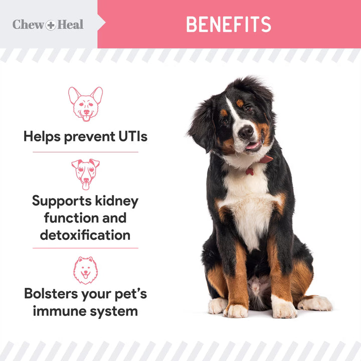 Chew + Heal Urinary + Kidney Tincture Supplement for Dogs, 2-fl oz bottle