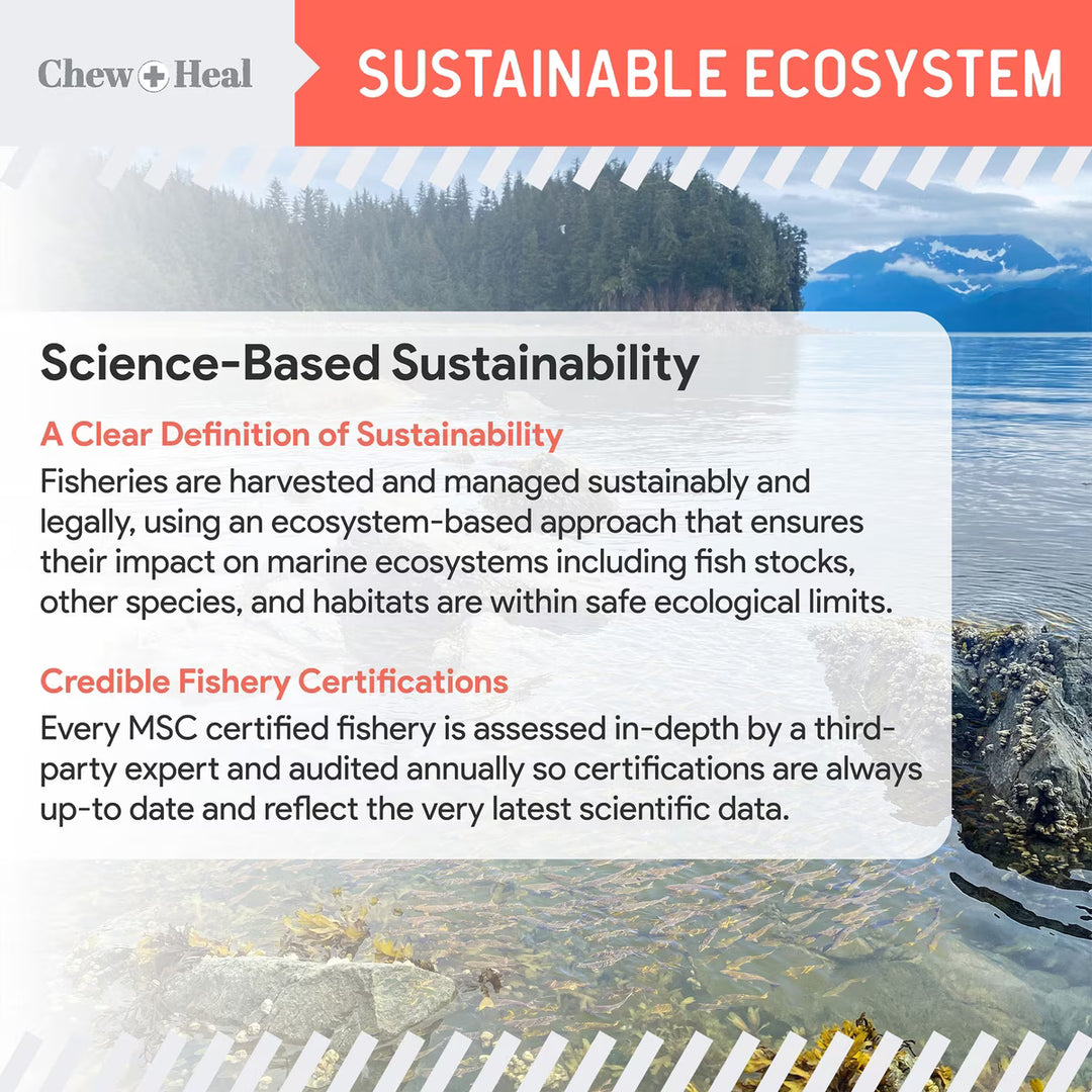 Chew + Heal MSC-Certified Pure Wild-Caught Alaskan Salmon Oil Skin & Coat Supplement for Dogs 8 oz