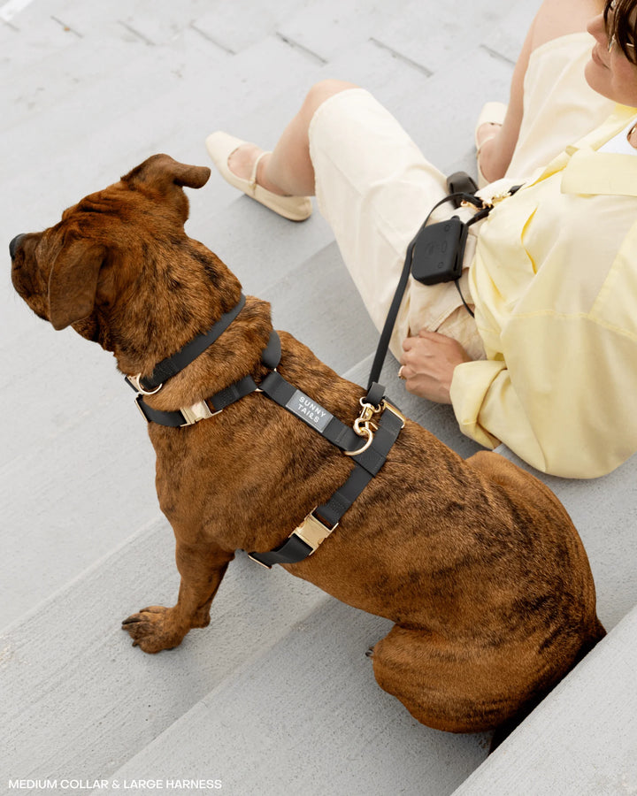 Ember Black Cloud Lite Dog Harness/Metal