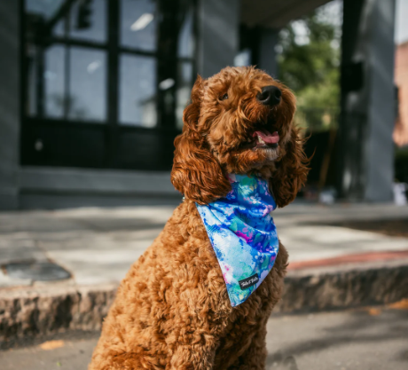 Cooling Dog Bandana
