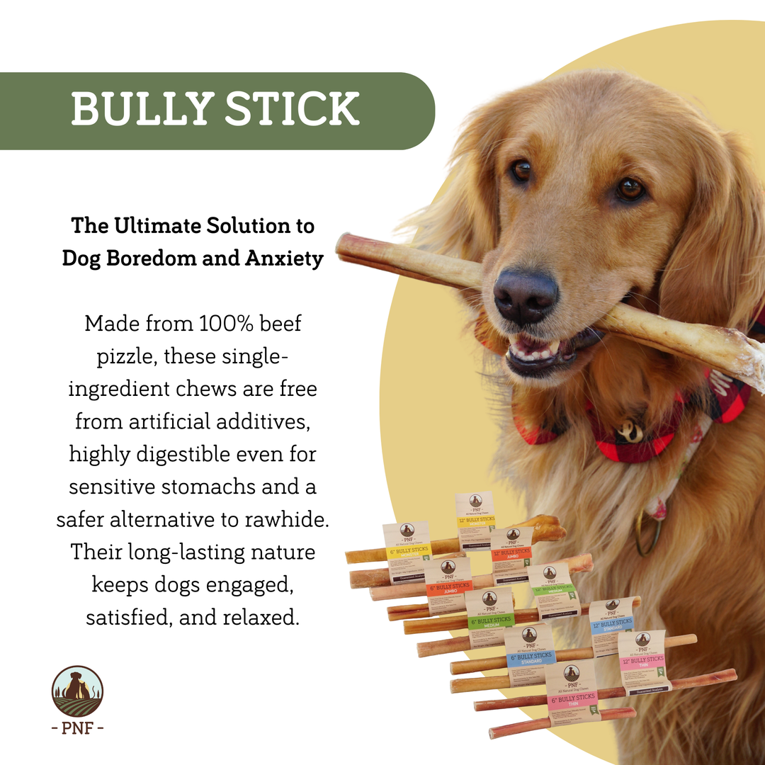 12" Bully Stick Thin