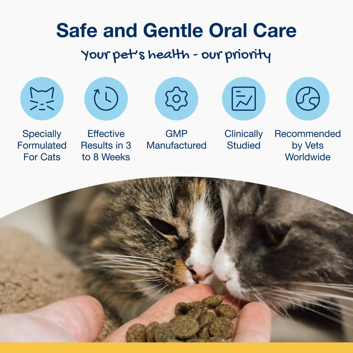 Holistic Soft Bites - Oral Care with Gut & Immune Support Sweet Potato and Pumpkin Flavor