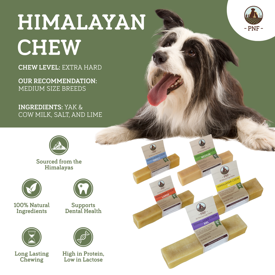 Himalayan Chew Medium