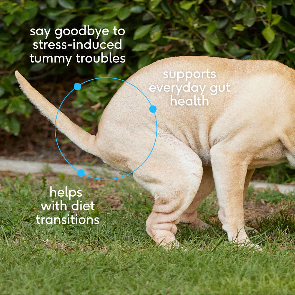 Probiotic - Promotes complete gut health