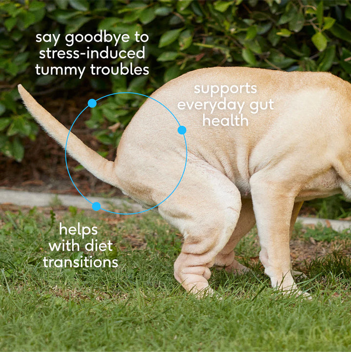 Probiotic - Promotes complete gut health