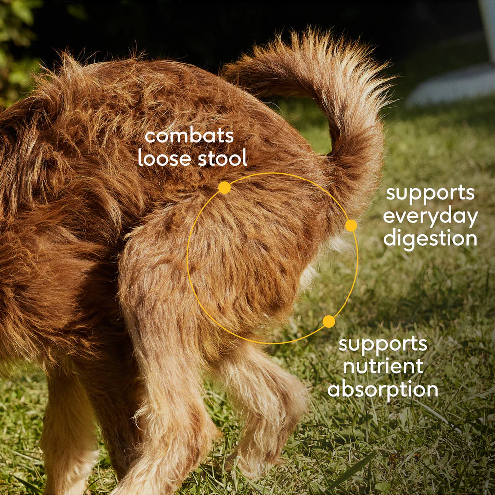 Pumpkin - Supports digestive regulatory and firm stool