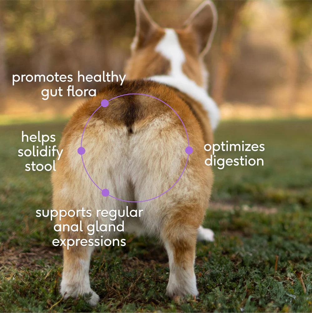 WonderGland Anal gland pumpkin fiber Digestive by Native pet