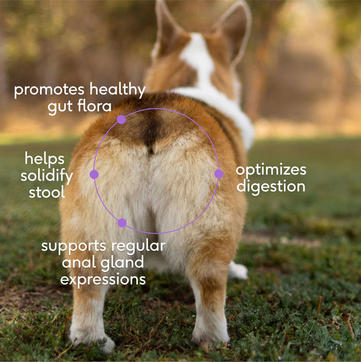 WonderGland Anal gland pumpkin fiber Digestive by Native pet