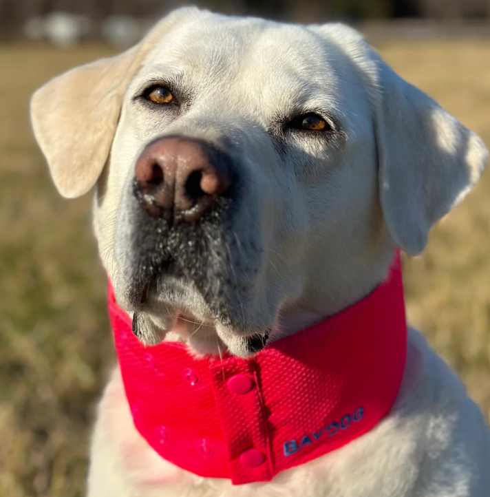 Arctic Bay Cooling Collar - Clifford Red