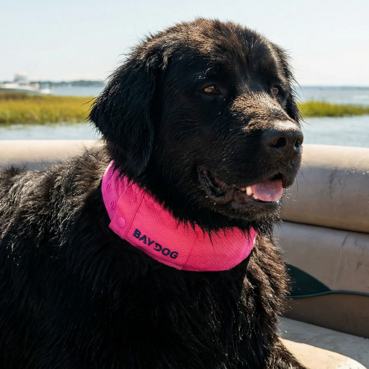 Arctic Bay Cooling Collar - Sunset Pink
