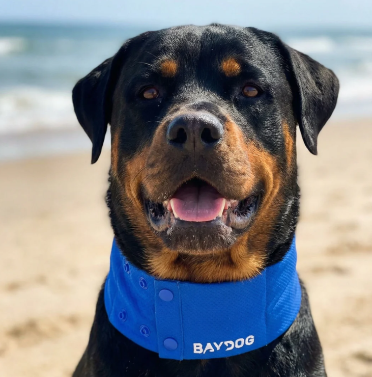 Arctic Bay Cooling Collar - Blue