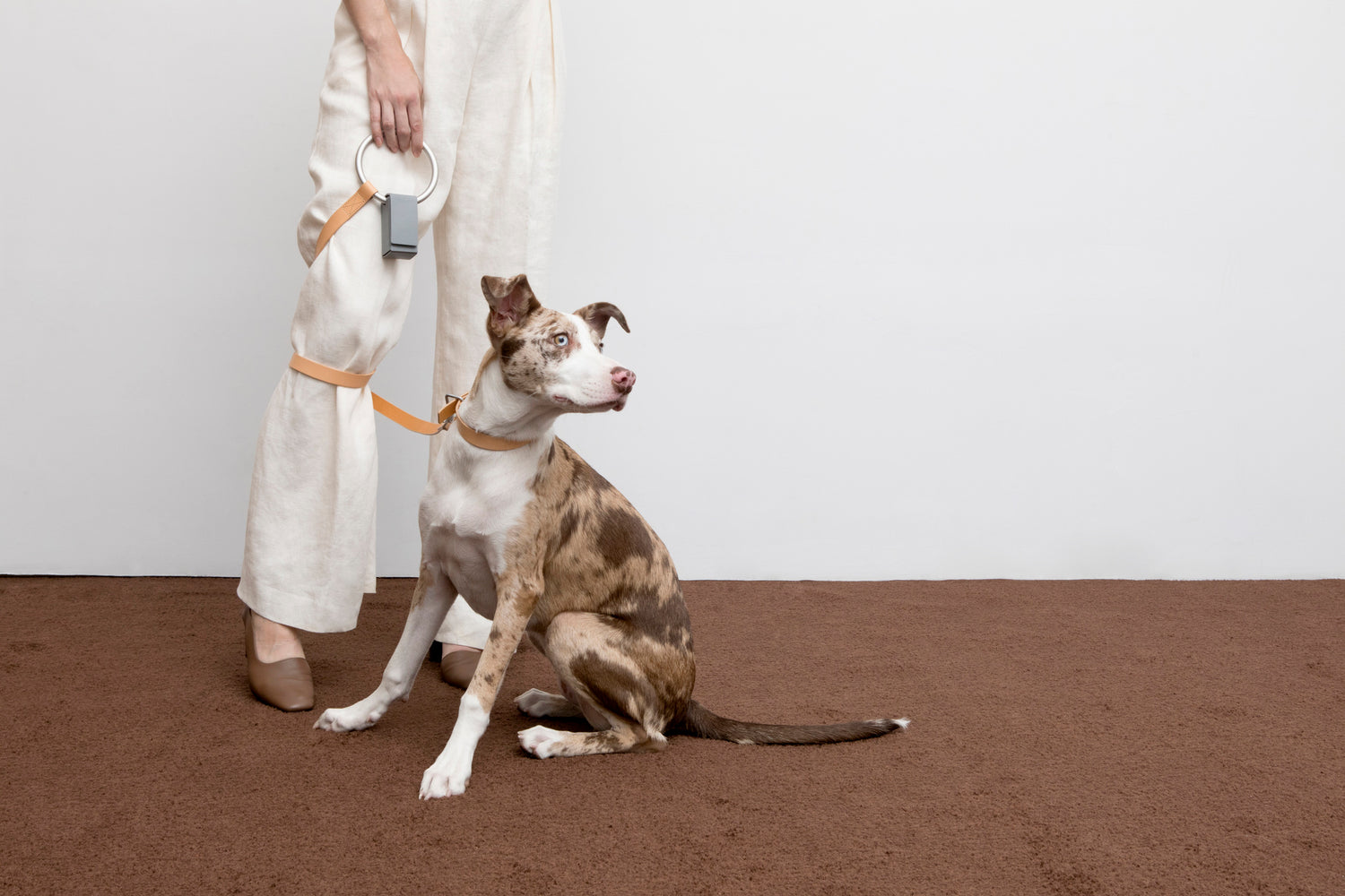 How And Where To Find Stylish Luxury Pet Accessories?